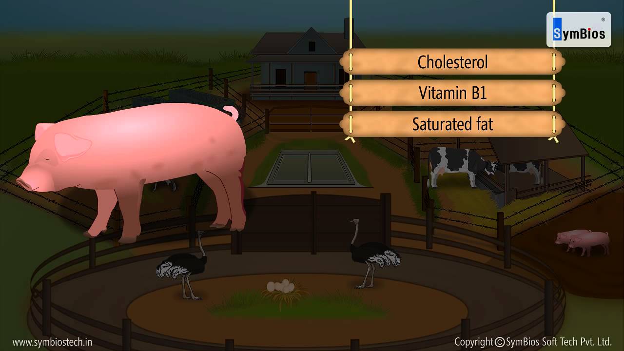 Food from animals