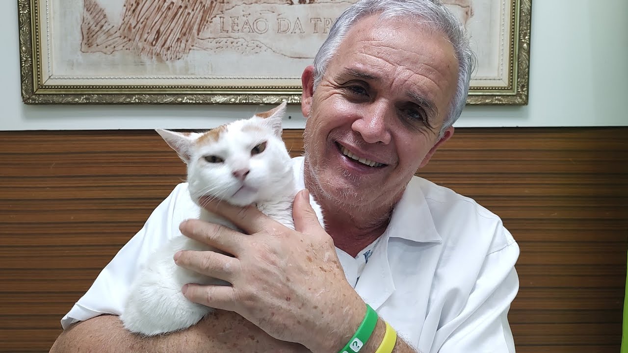 Vacinas essenciais para gatos: Quintupla Felina e Raiva.#gatos #gatosderua #tudosobrefelinos