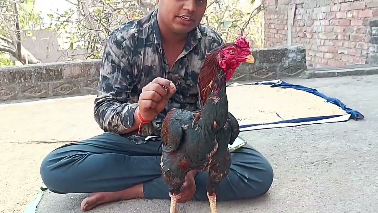 #Aseel murge ko ladai ke liye kaise tayar kare #Aseel murge ka tereetment #Aseel murge ki feed