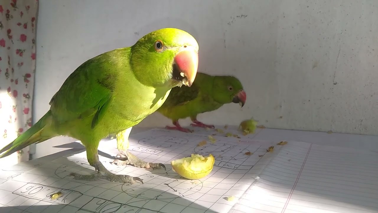 #cutebird #cute #talkingparrotscareandroutine #cuteparrot #parrot #eating