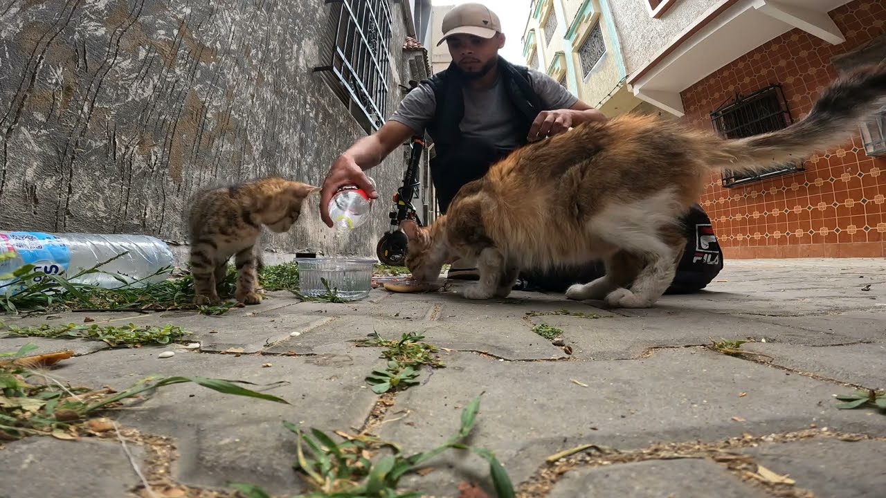 The hungry baby kitten is running after her mom, wanting milk