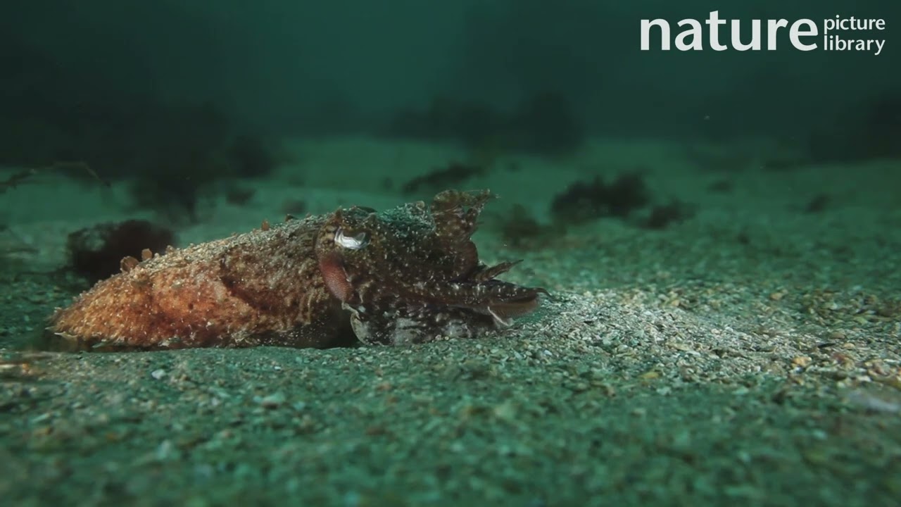 Common cuttlefish hunting, filmed at night, Sark, British Channel Islands, UK, August