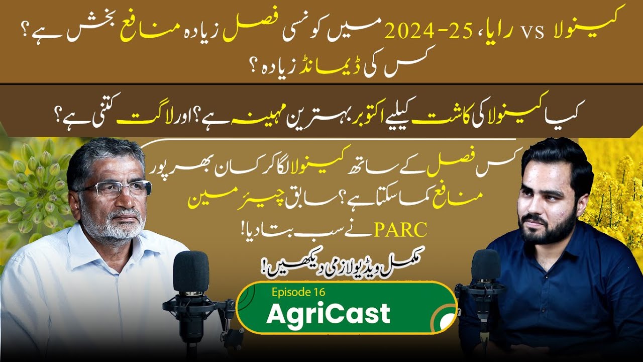 Canola vs Raya | Kaunsi Fasal Ziada Munafa Baksh Hai | Canola Intercropping | AgriCast EP 16