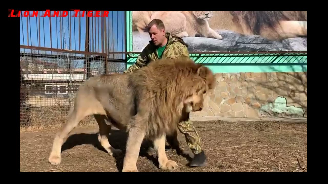big lions ( lion and tiger ) 