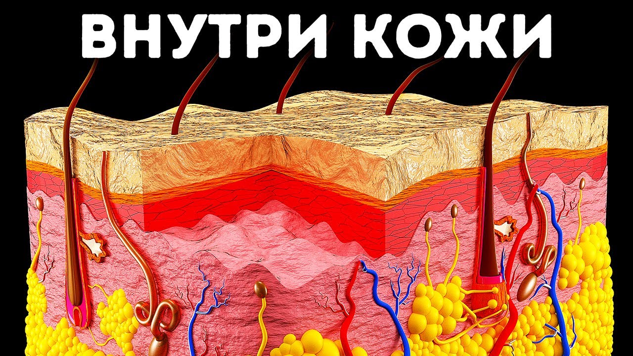 Путешествие сквозь кожу
