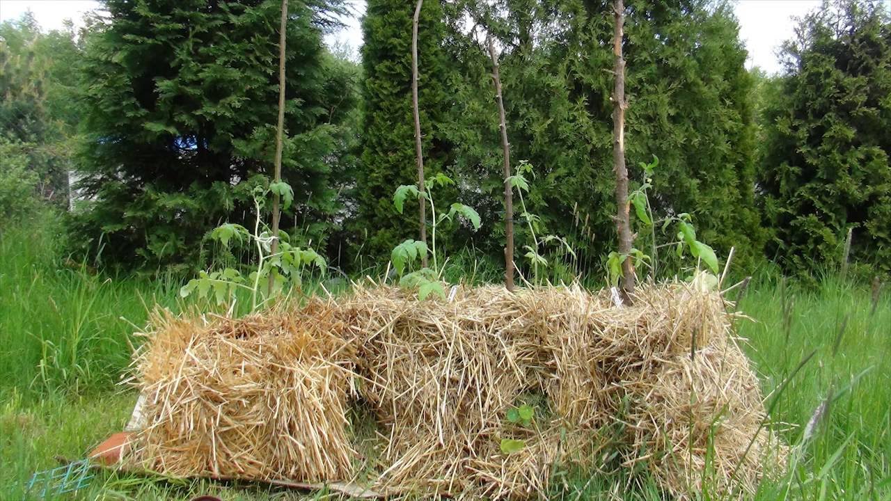 Uprawa pomidor&oacute;w w słomie