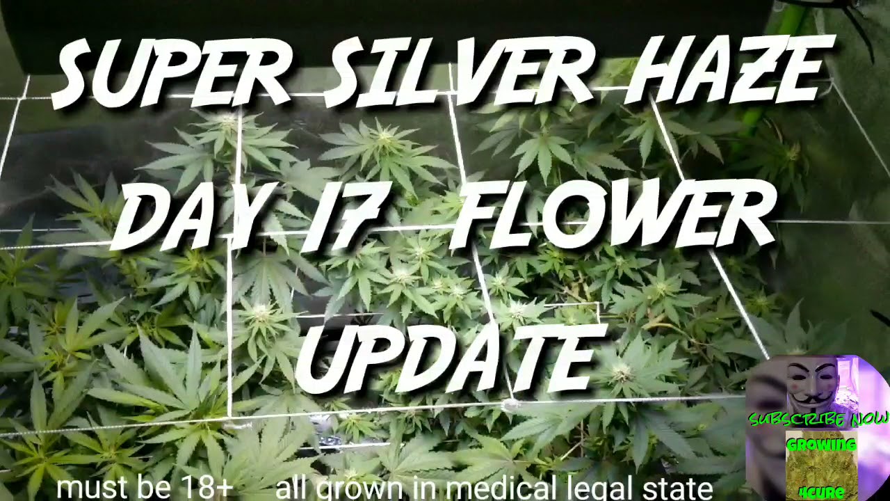 Day 17 flower super silver haze - Cheap Budget Marijuana grow tent