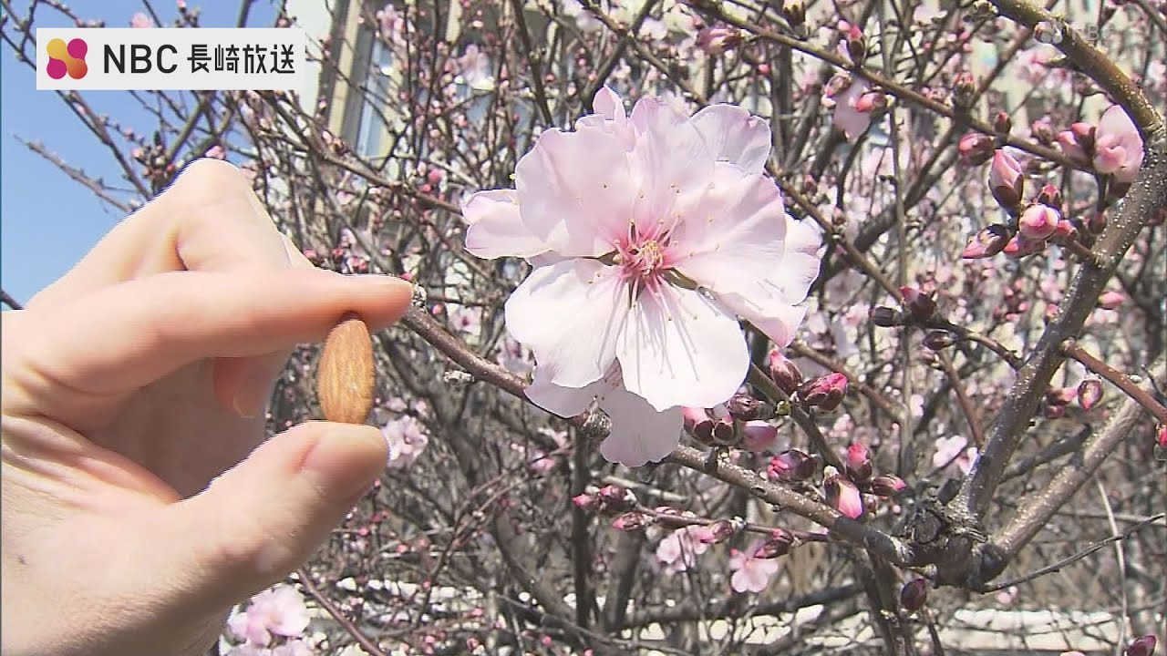 「桜じゃなかと？？」日本二十六聖人記念館に春の便り“アーモンドの花”