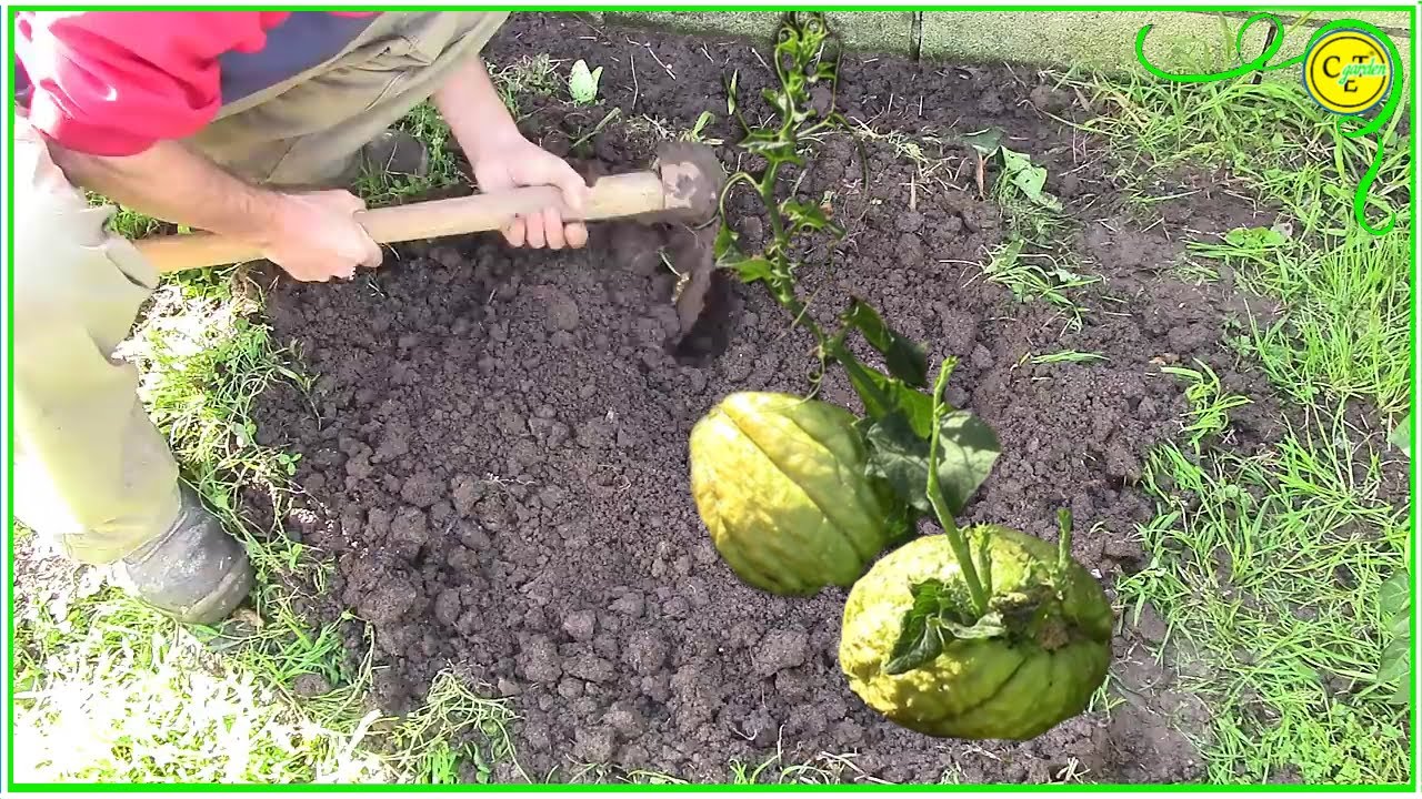 como SEMBRAR CHAYOTE o PAPA DEL AIRE
