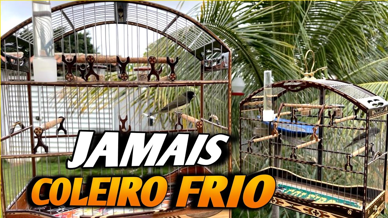 TREINEI O COLEIRO FRIO ABRIR CANTO E CANTAR ASSIM !