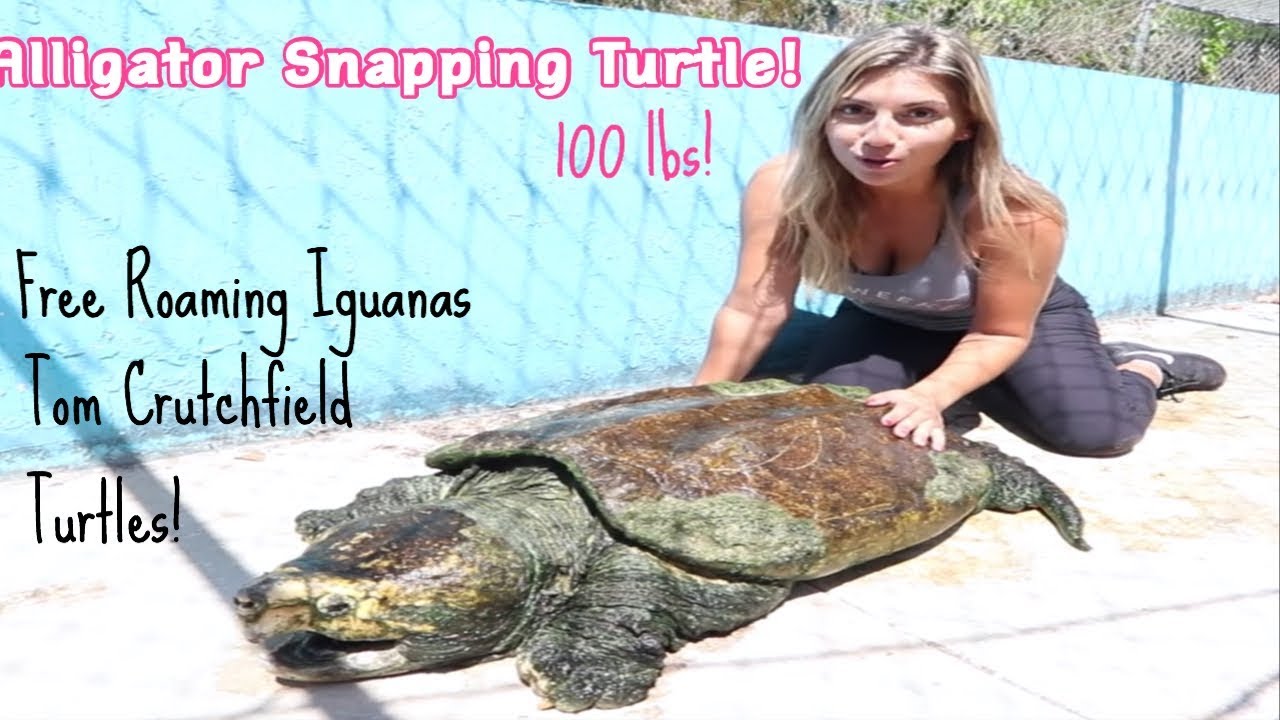 HUGE ALLIGATOR SNAPPING TURTLE