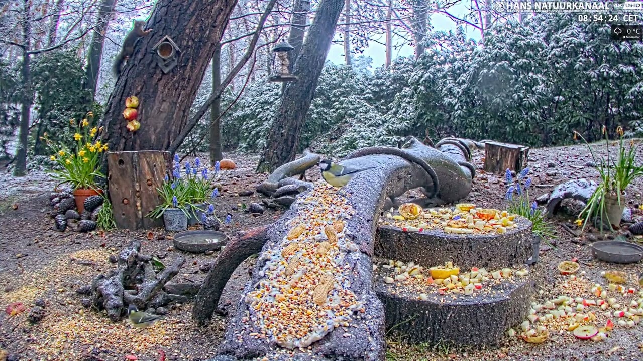 3b LIVE 🐦Birds & Forest Wildlife Wildlife & Bird Feeder De Mortel, The Netherland
