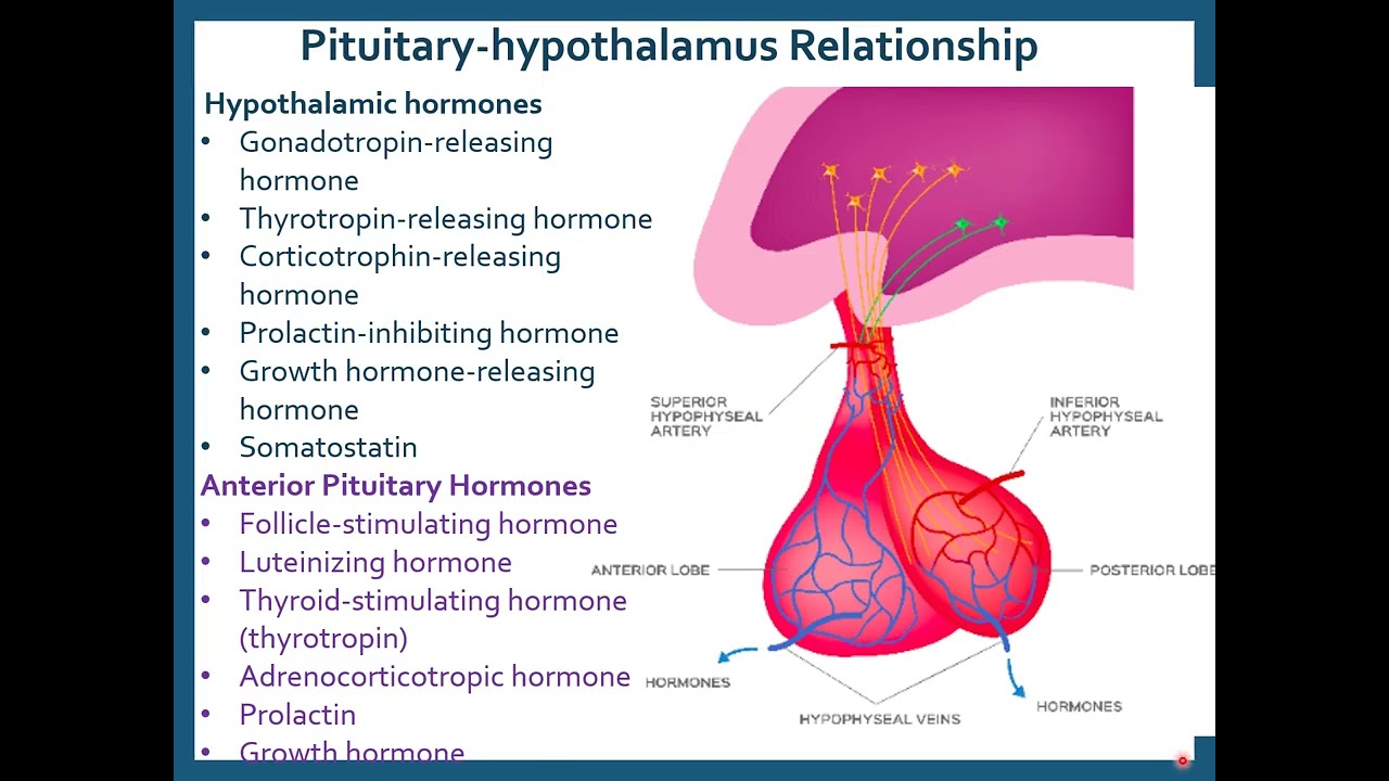 U1 Endocrine PPT2 Hypothalamus and Pituitary Gland
