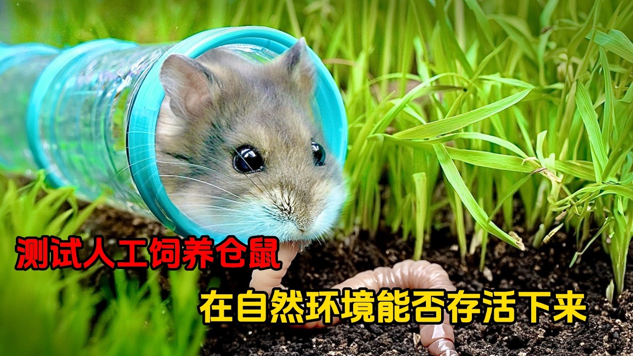 这只仓鼠能在模拟自然环境中生存吗？&ldquo;楚门的世界&rdquo;挑战开始！ #仓鼠闯关 #仓鼠 #动物版楚门的世界