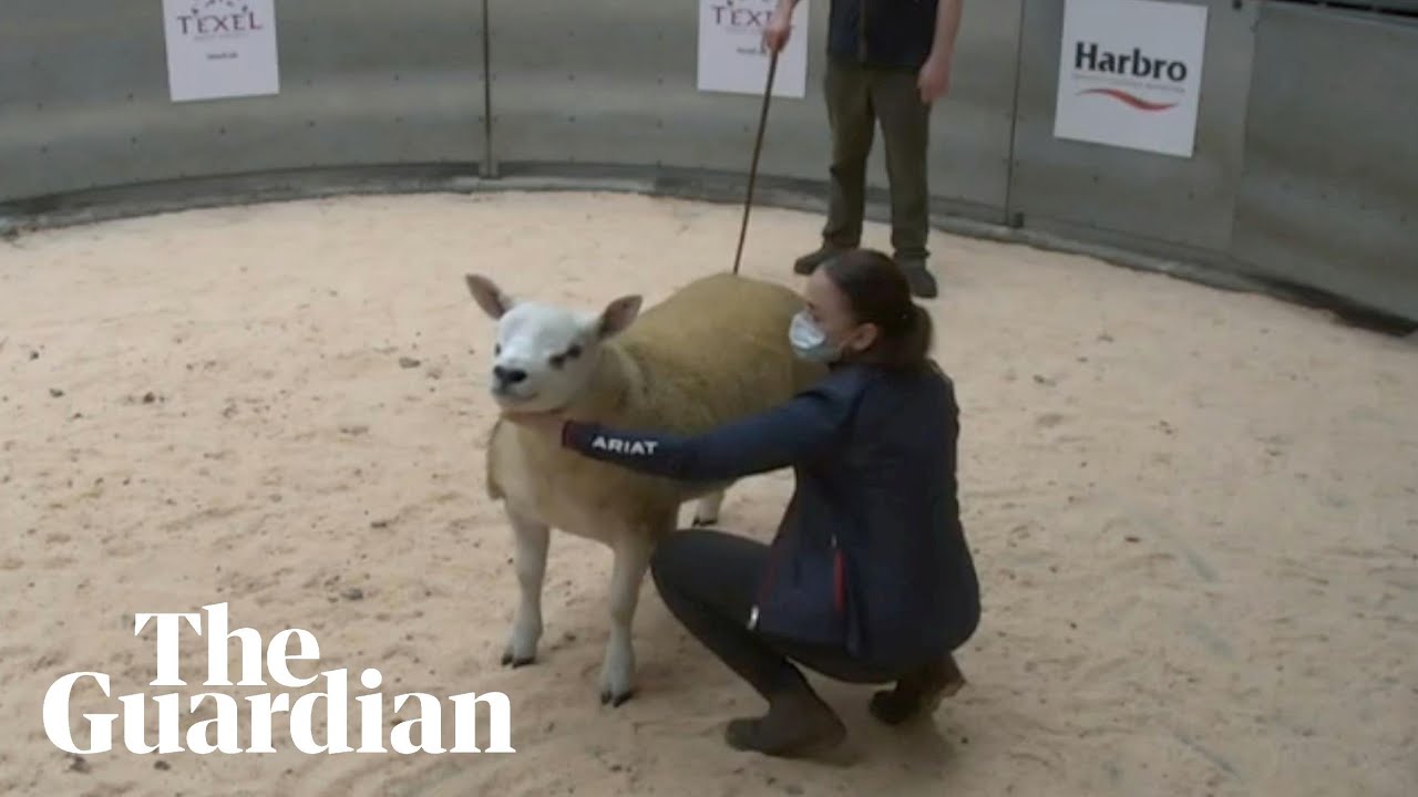 Sheep sells at auction for world record &pound;367,500 fee
