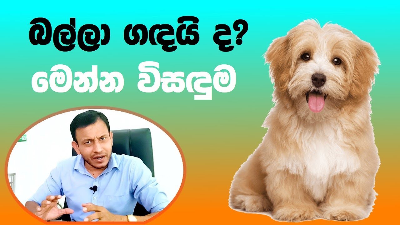 සුනඛයන්ගේ අධික දුගඳට පිළියම් - පශුවෛද්‍ය අනුර දිසානායක පැහැදිලි කරයි....  #dranuradissanayake
