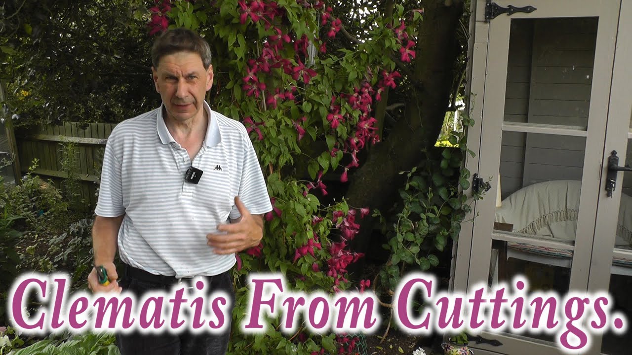 Clematis  Cuttings