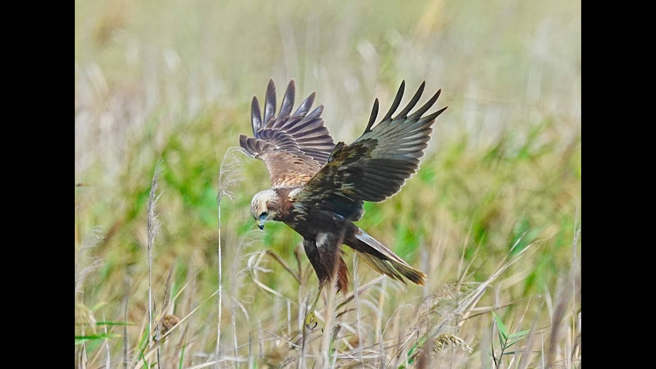 〈Eastern Marsh-Harrier — A Buzzard in Body, a Harrier at Heart!〉