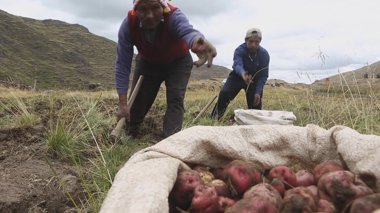 Peru’s Potato: A starchy spud that adapts to every eco-system