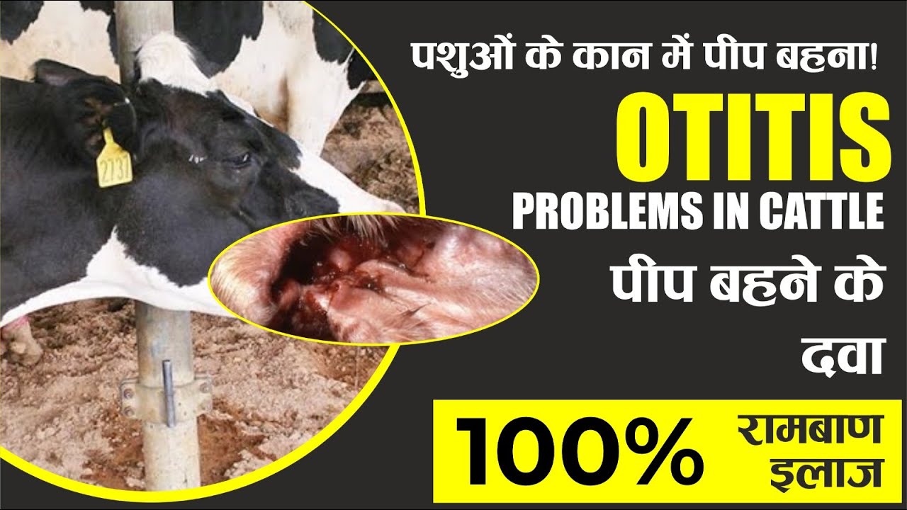 पशुओ के कण में पीप बहना  Otitis Problems in Cattle पीप बहने की दवा