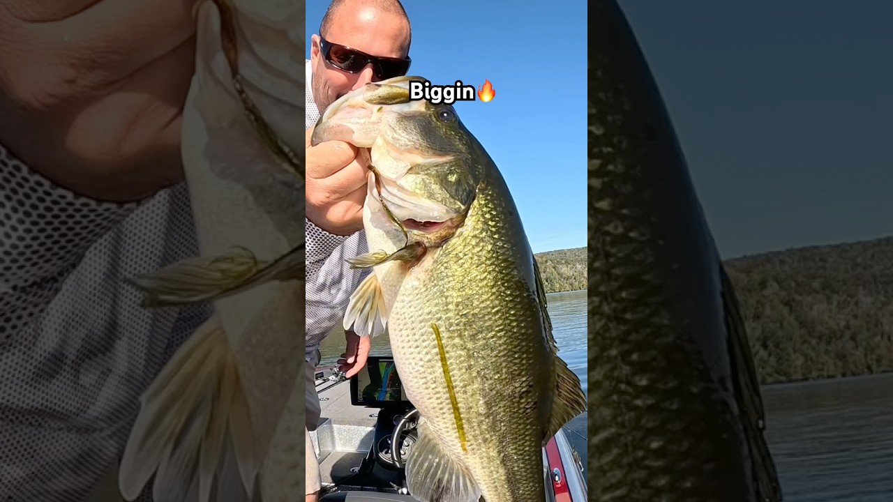 Giant on Lake Nickajack go checkout my video.