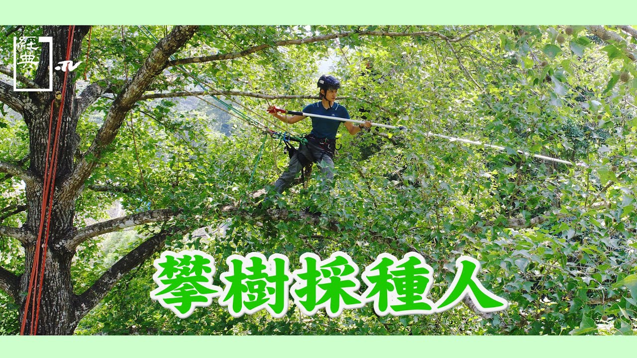 【經典.TV】20200927 - 人樹之間 - 攀樹採種人 膽識艱鉅的「森林接生婆」