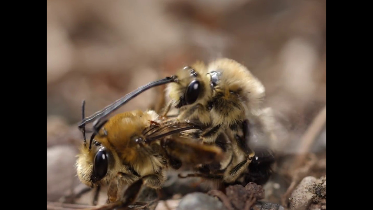 Long-horned Bee Mating Behavior
