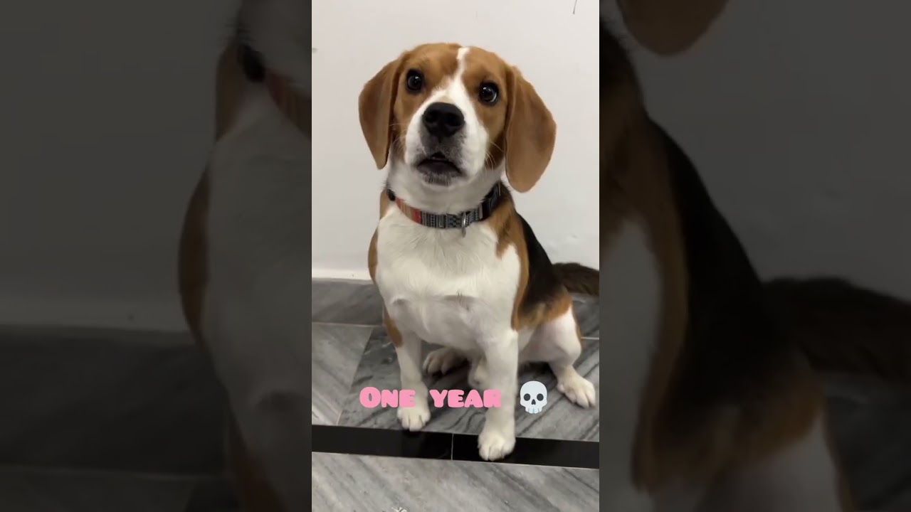 Cute beagle transformation