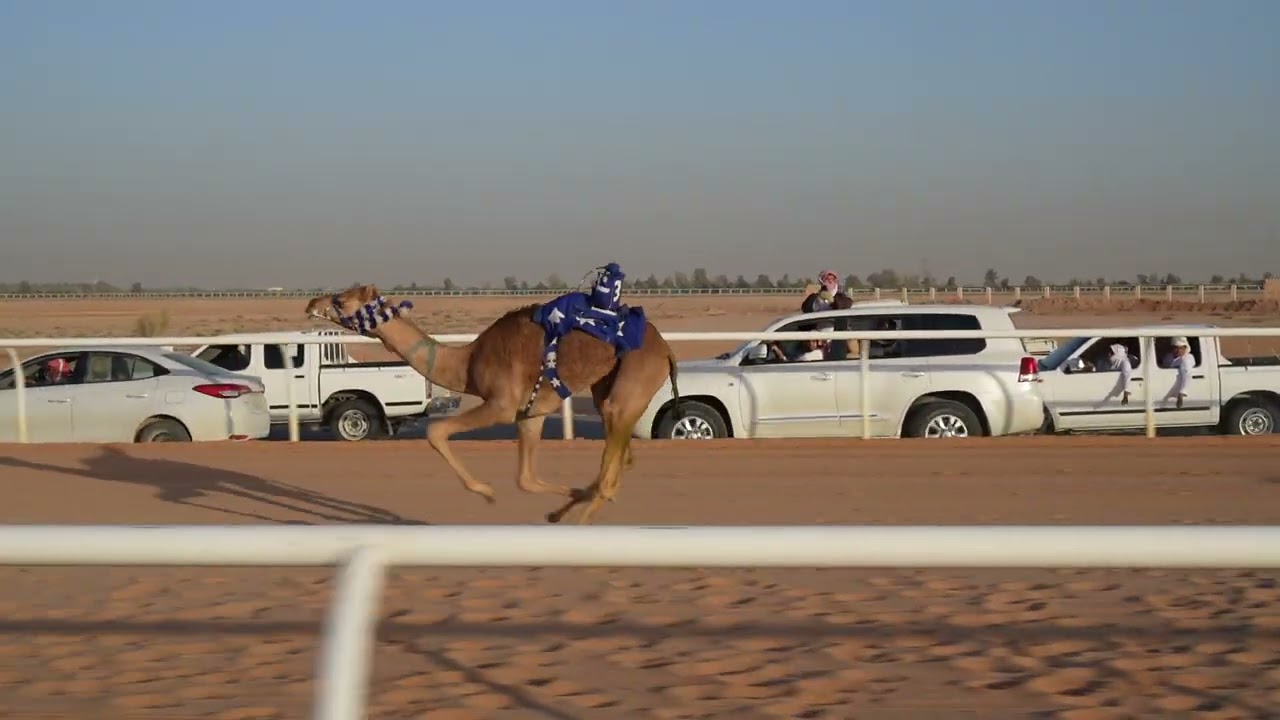 الشوط الثامن قعدان مفاريد (شاهين) للمالك/عون علي سالم الصيعري