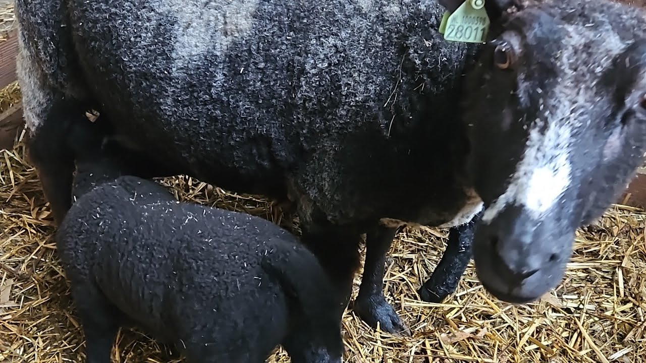 BEZIG MET KOFFIE/THEE HOEK VULLEN [DAGJE BIJ TJOONK MIJN WERK GEWEEST ][DAGJE BIJ ME OUDERS❤️😊