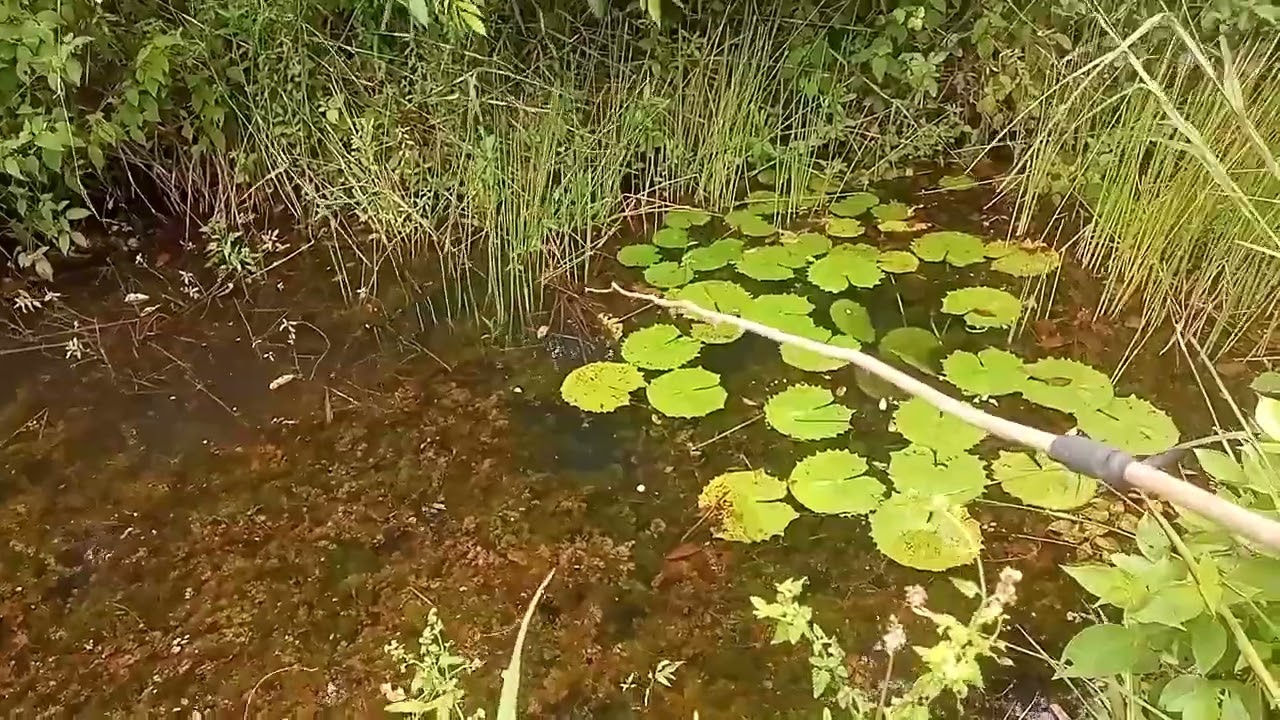 PESCARIA DE TRAÍRA NO RIACHO DO NOSSO SÍTIO EM PERNAMBUCO