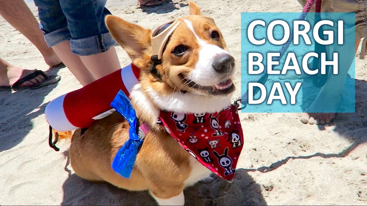 WORLD'S LARGEST CORGI BEACH DAY: 1,000+ CORGIS! - Life After College: Ep. 429