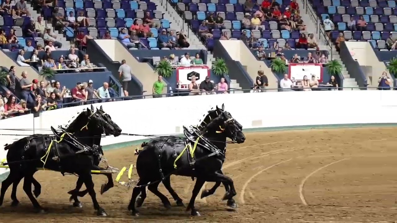 2026 World Percheron Congress clips