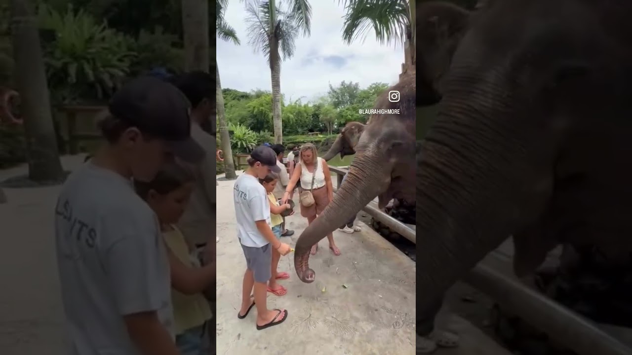 Feeding the Elephants at Bali Zoo 