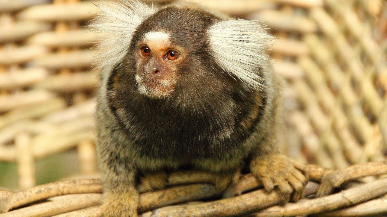 🔴 Sagui macaquinho na natureza em bando se alimentando