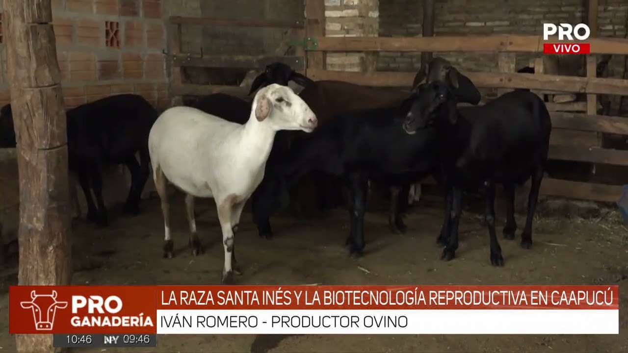 La raza Santa Inés y la Biotecnología reproductiva en Caacupú