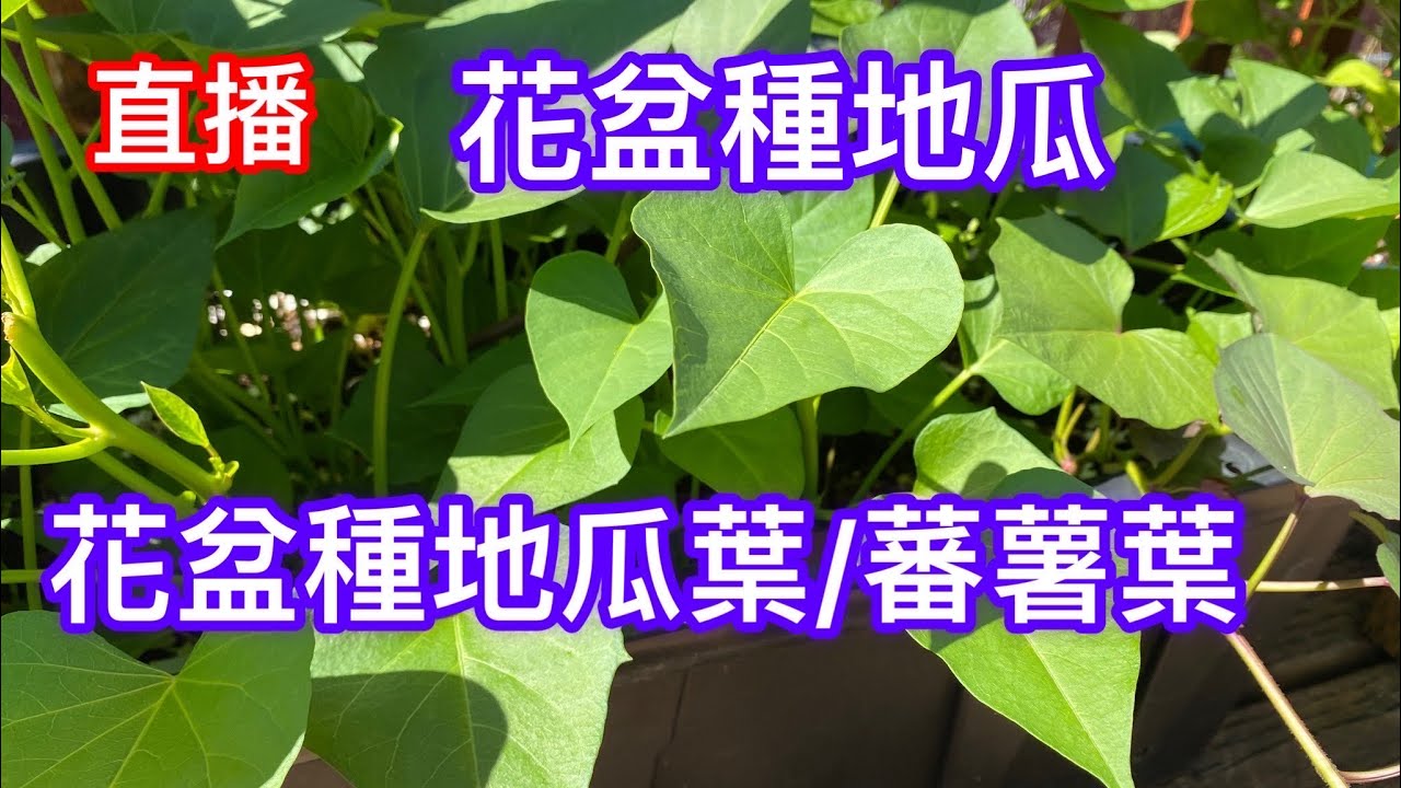 直播：【花盆種地瓜】最有效的育苗方式、如何施肥才能吃地瓜又吃葉