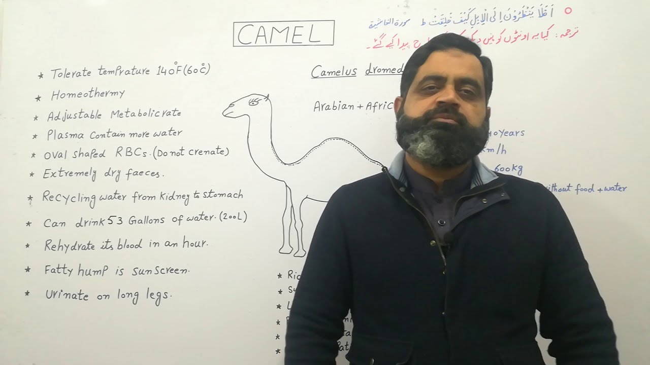 Camel interesting facts Urdu /Hindi medium @prof.masoodfuzail |اونٹ کے حیران کن حقائق