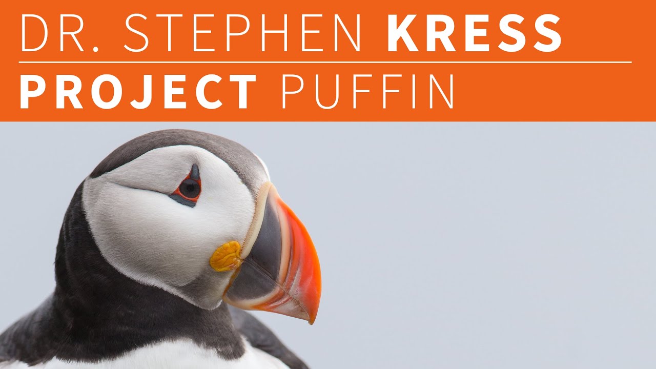 Dr Stephen Kress - Project Puffin