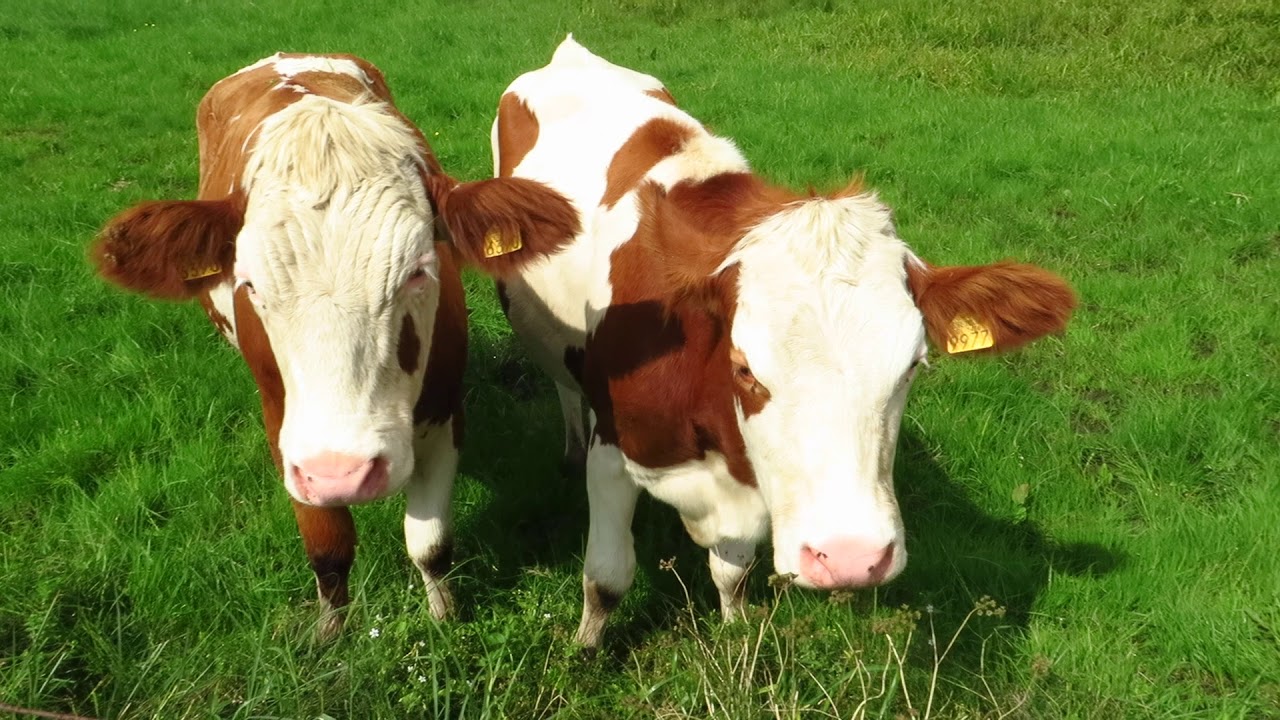 Krave na paši - Lisasto govedo, tudi fleckvieh govedo - Bos taurus (Linnaeus, 1758)
