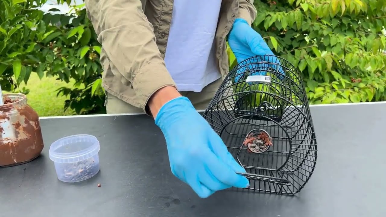 Élvefogó patkánycsapda 33, vagy 40 cm íves, prémium
