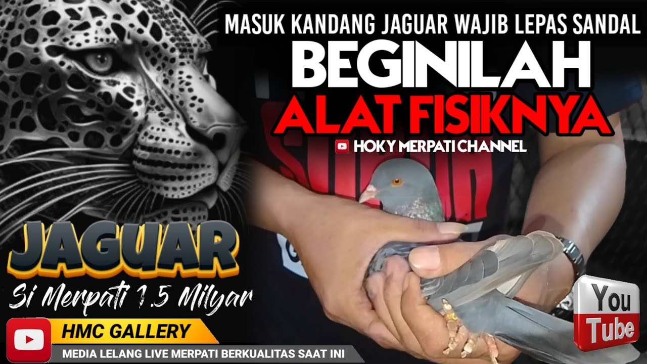 LEPAS SENDAL!!! MASUK KANDANG JAGUAR 1.5 M//MERPATI KOLONG//MERPATI LOVERS//NEW RAMPOK//TJANBILLY