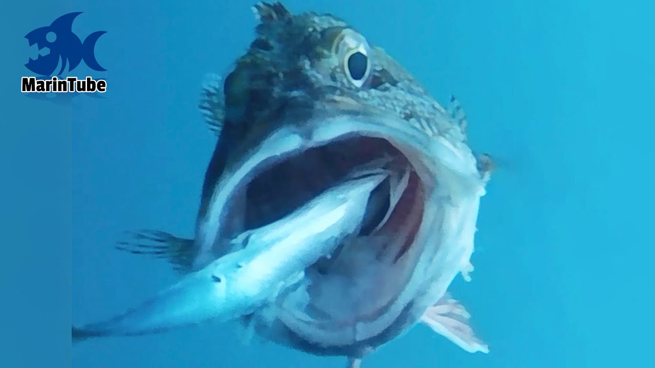 【衝撃映像】魚のド迫力捕食シーン100連発！ vol.1 【MarinTube総集編】