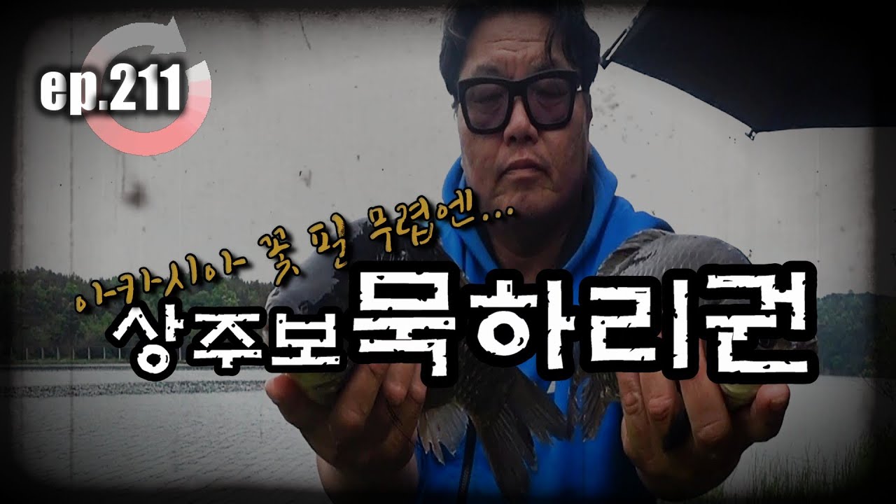 [ep.211] 아카시아 꽃 필 무렵엔 여기가 정답!! 낙동강 상주보 묵하리권 #낙동강 #상주보 #묵하리 #붕어낚시