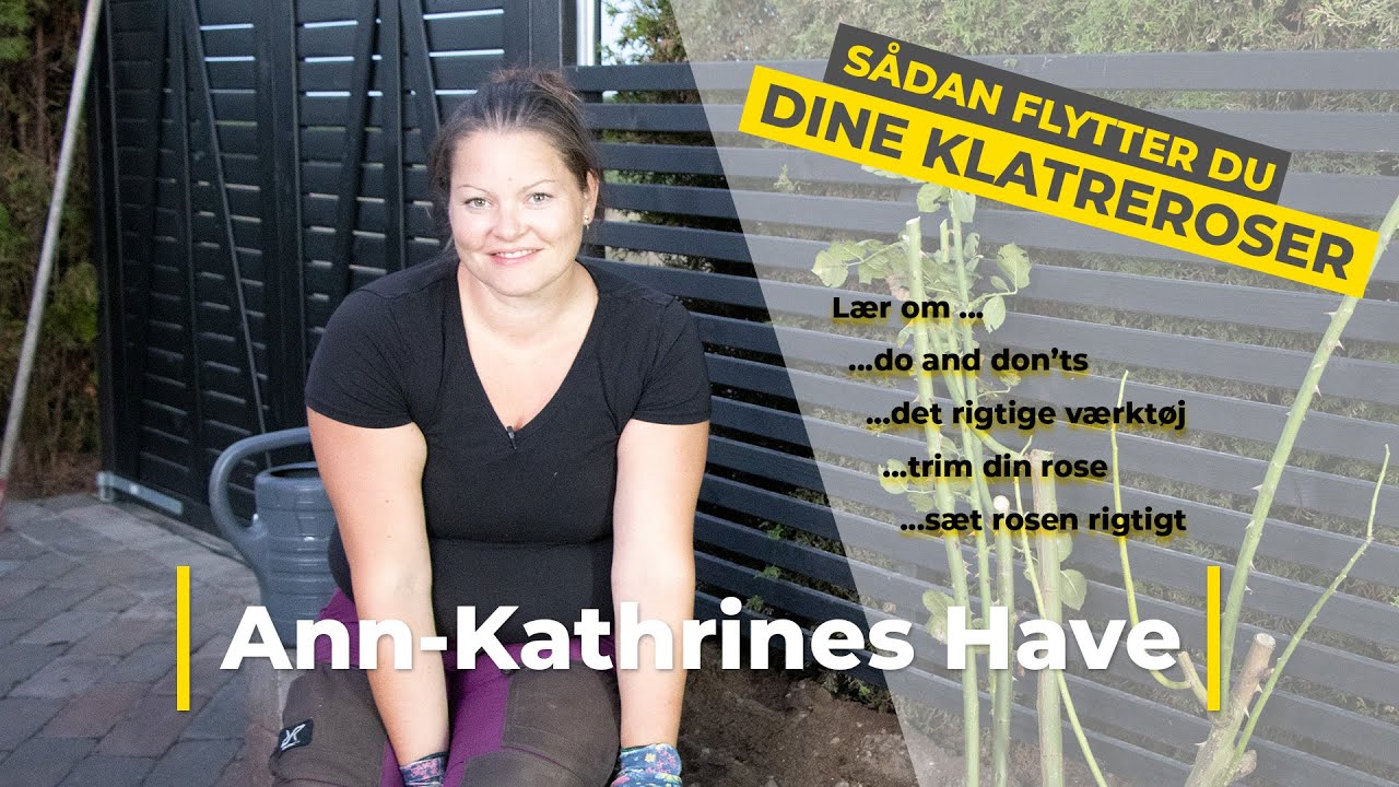 Sådan flytter du dine klatreroser og får dem til at komme med mange blomster