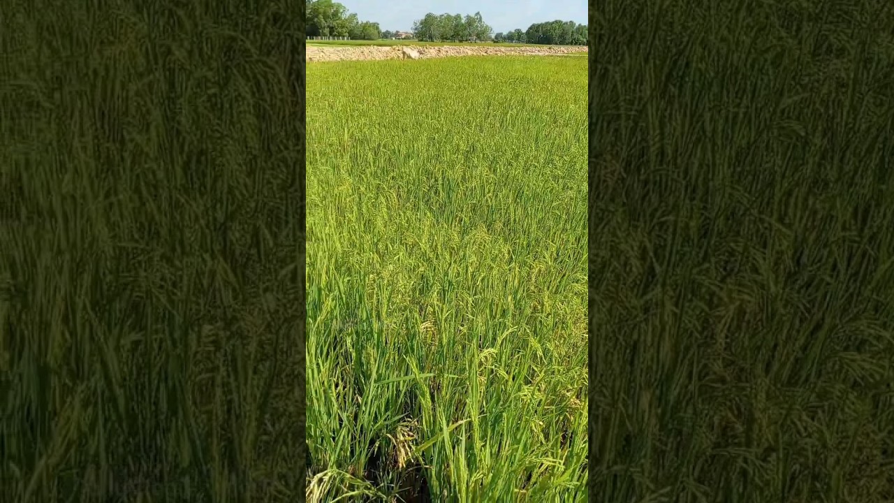 Most Stunning Village View You&rsquo;ve Ever Seen (4K HDR) #CountrysideVibes #NatureRelaxation #4KVideo