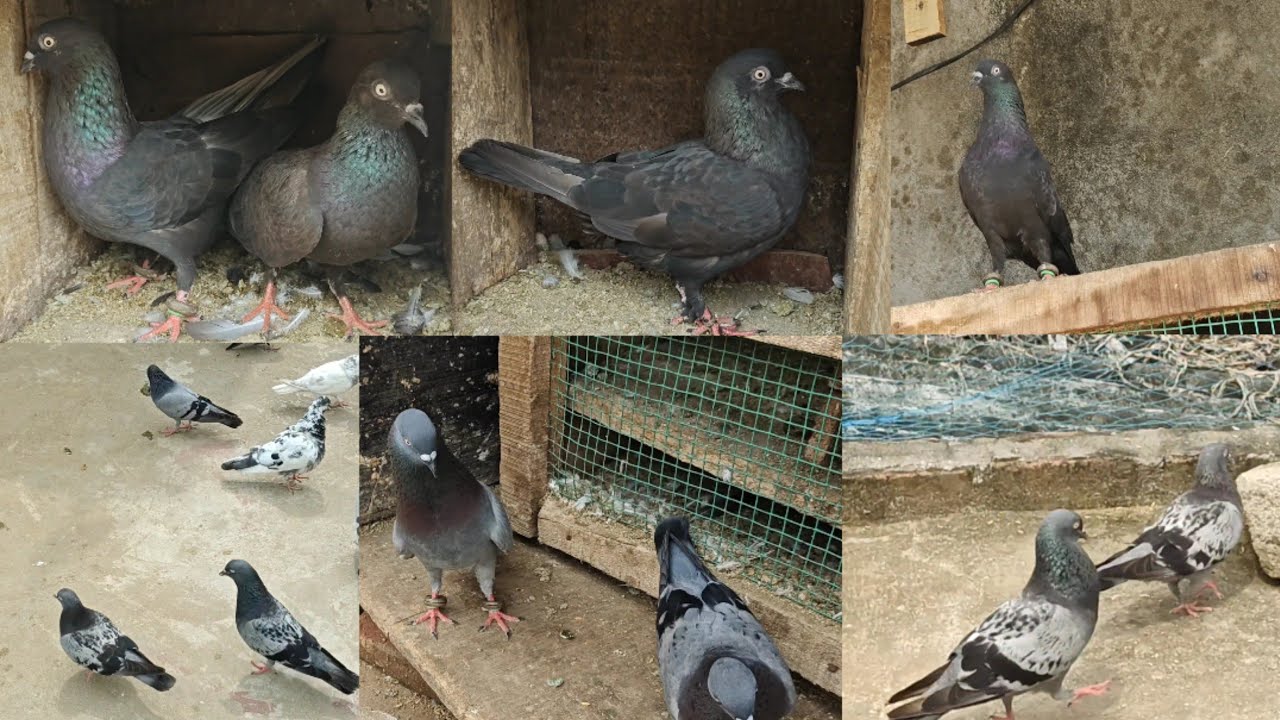 Odisha Desi pigeon video|| High flying Desi pigeon|| kendrapara Desi pigeon video