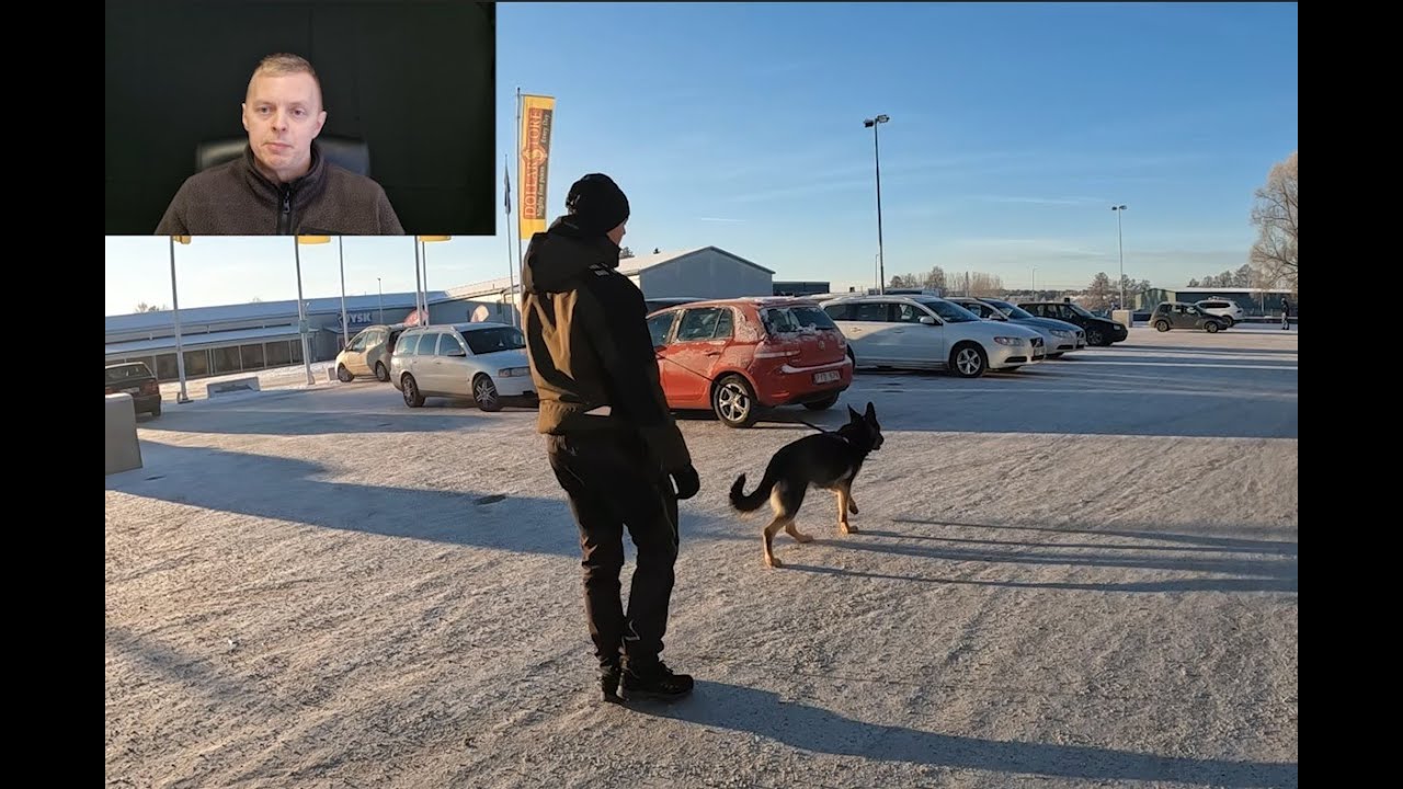 Lära en hund att inte dra i koppel - koppelträning