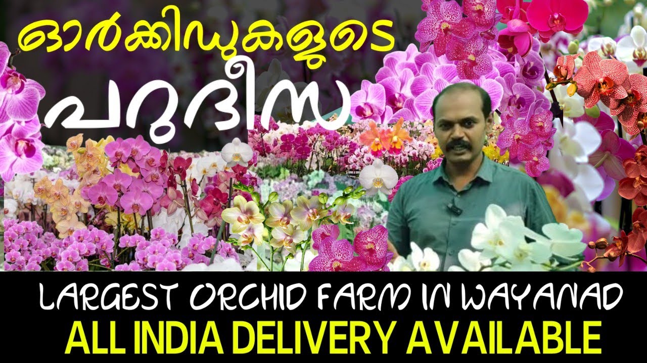 Variety Dendrobium, Phalaenopsis, Vanda, Mokara Orchids I #dendrobium #phalaenopsis #vanda #orchid
