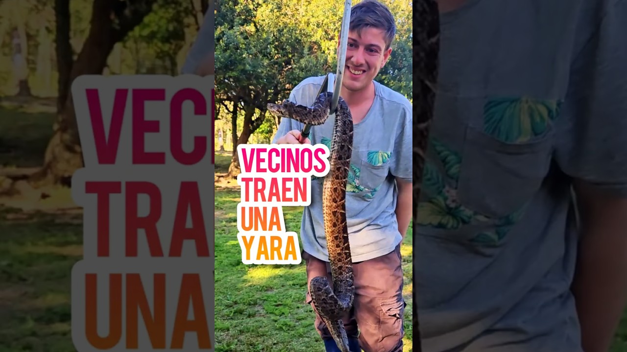 Neighbors brought in a yarar&aacute; snake they found in their house | Bothrops pubescens
